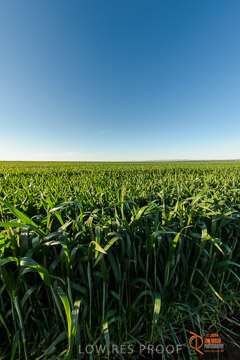 VITERRA 2013 / VITERRA_WALLAROO_489_140829