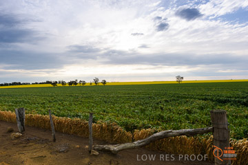 VITERRA 2013 / VITERRA_GLENVALE_FARMS_005_140908