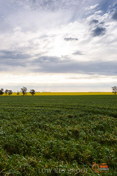 VITERRA 2013 / VITERRA_GLENVALE_FARMS_006_140908