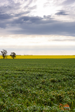 VITERRA 2013 / VITERRA_GLENVALE_FARMS_007_140908