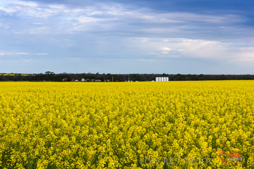 VITERRA 2013 / VITERRA_GLENVALE_FARMS_011_140908