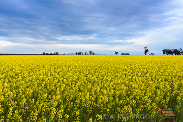 VITERRA 2013 / VITERRA_GLENVALE_FARMS_013_140908