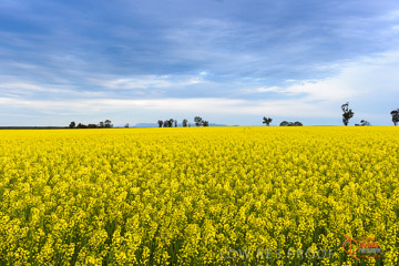 VITERRA 2013 / VITERRA_GLENVALE_FARMS_017_140908