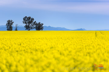 VITERRA 2013 / VITERRA_GLENVALE_FARMS_022_140908