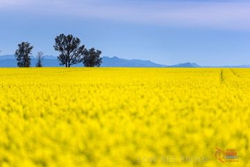 VITERRA 2013 / VITERRA_GLENVALE_FARMS_023_140908
