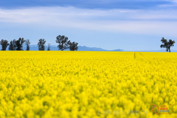 VITERRA 2013 / VITERRA_GLENVALE_FARMS_024_140908