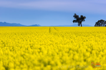 VITERRA 2013 / VITERRA_GLENVALE_FARMS_025_140908
