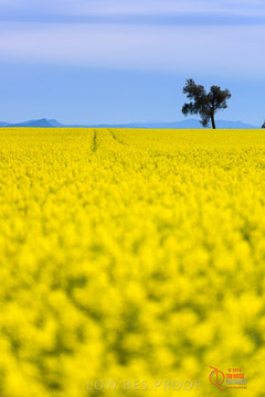 VITERRA 2013 / VITERRA_GLENVALE_FARMS_026_140908