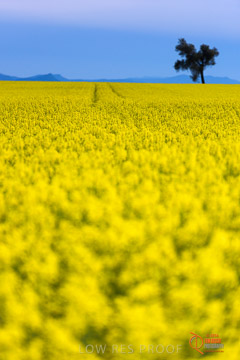 VITERRA 2013 / VITERRA_GLENVALE_FARMS_028_140908