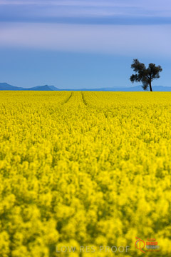 VITERRA 2013 / VITERRA_GLENVALE_FARMS_032_140908