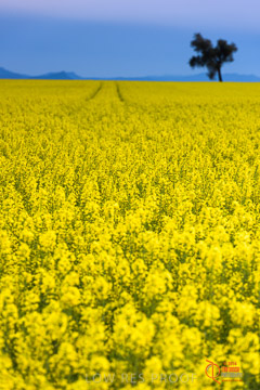 VITERRA 2013 / VITERRA_GLENVALE_FARMS_033_140908