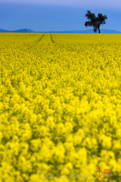 VITERRA 2013 / VITERRA_GLENVALE_FARMS_034_140908