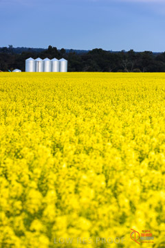 VITERRA 2013 / VITERRA_GLENVALE_FARMS_035_140908