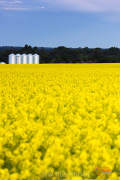 VITERRA 2013 / VITERRA_GLENVALE_FARMS_036_140908