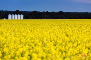 VITERRA 2013 / VITERRA_GLENVALE_FARMS_037_140908