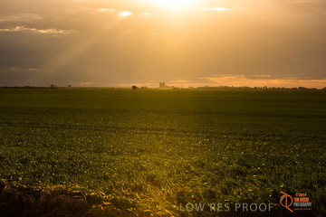 VITERRA 2013 / VITERRA_GLENVALE_FARMS_038_140908