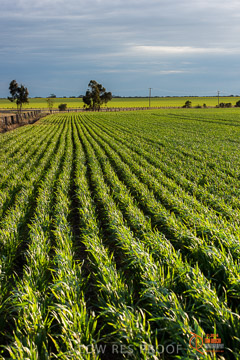 VITERRA 2013 / VITERRA_GLENVALE_FARMS_039_140908