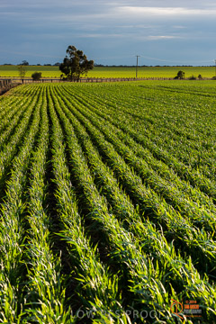 VITERRA 2013 / VITERRA_GLENVALE_FARMS_040_140908