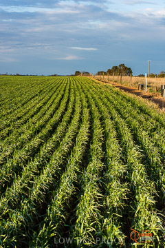 VITERRA 2013 / VITERRA_GLENVALE_FARMS_041_140908