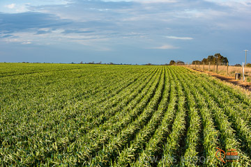 VITERRA 2013 / VITERRA_GLENVALE_FARMS_042_140908
