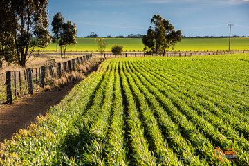 VITERRA 2013 / VITERRA_GLENVALE_FARMS_046_140908