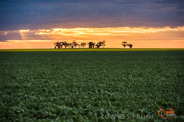 VITERRA 2013 / VITERRA_GLENVALE_FARMS_049_140908