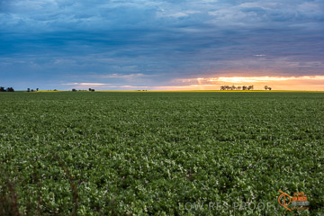 VITERRA 2013 / VITERRA_GLENVALE_FARMS_052_140908