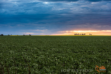 VITERRA 2013 / VITERRA_GLENVALE_FARMS_053_140908
