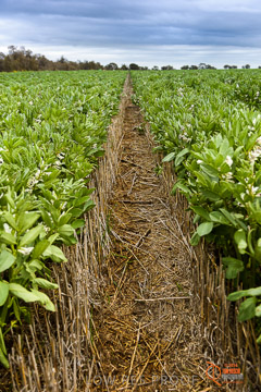 VITERRA 2013 / VITERRA_GLENVALE_FARMS_091_140909