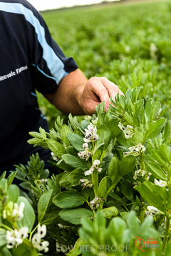 VITERRA 2013 / VITERRA_GLENVALE_FARMS_126_140909