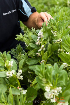 VITERRA 2013 / VITERRA_GLENVALE_FARMS_132_140909