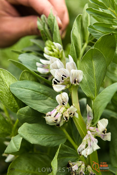 VITERRA 2013 / VITERRA_GLENVALE_FARMS_134_140909