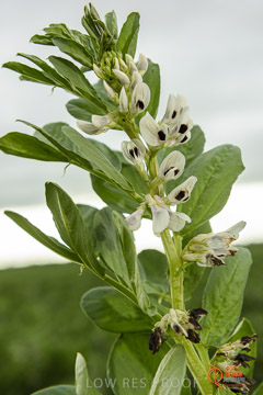 VITERRA 2013 / VITERRA_GLENVALE_FARMS_135_140909