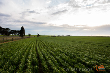VITERRA 2013 / VITERRA_GLENVALE_FARMS_247_140908