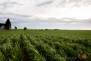 VITERRA 2013 / VITERRA_GLENVALE_FARMS_250_140908