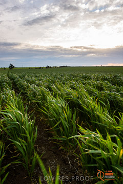 VITERRA 2013 / VITERRA_GLENVALE_FARMS_252_140908