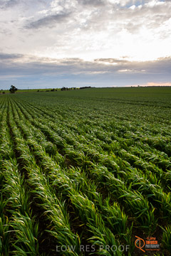 VITERRA 2013 / VITERRA_GLENVALE_FARMS_253_140908