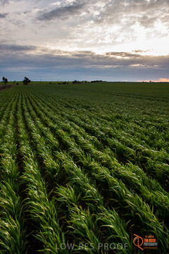 VITERRA 2013 / VITERRA_GLENVALE_FARMS_254_140908
