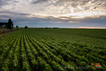 VITERRA 2013 / VITERRA_GLENVALE_FARMS_255_140908