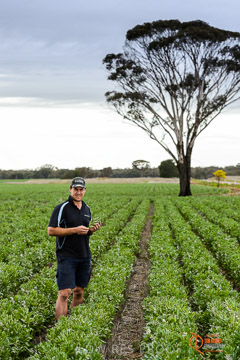 VITERRA 2013 / VITERRA_GLENVALE_FARMS_273_140909