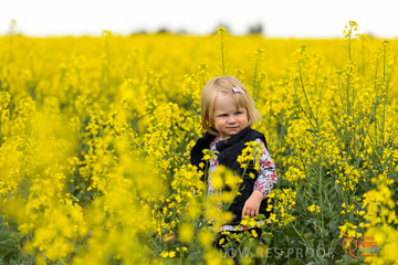 VITERRA 2013 / VITERRA_GLENVALE_FARMS_291_140909