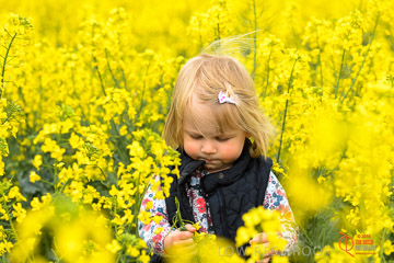 VITERRA 2013 / VITERRA_GLENVALE_FARMS_298_140909