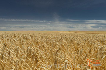 VITERRA 2013 / HARVESTING_DANIELS_001_141121