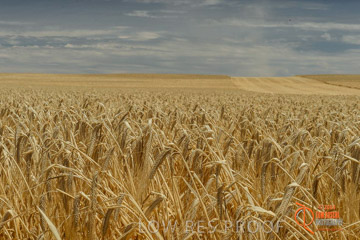 VITERRA 2013 / HARVESTING_DANIELS_004_141121