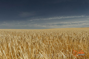 VITERRA 2013 / HARVESTING_DANIELS_006_141121