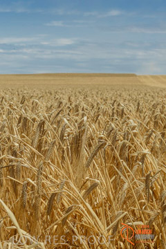VITERRA 2013 / HARVESTING_DANIELS_007_141121