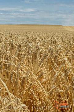 VITERRA 2013 / HARVESTING_DANIELS_008_141121