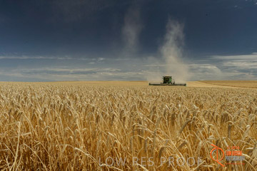 VITERRA 2013 / HARVESTING_DANIELS_012_141121