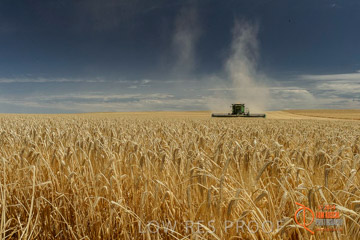 VITERRA 2013 / HARVESTING_DANIELS_013_141121