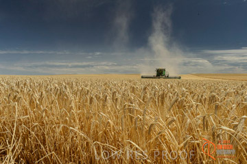 VITERRA 2013 / HARVESTING_DANIELS_014_141121